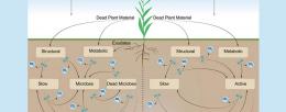 Soil model and microbe activity