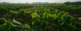 Soybean field trials took place for three years to observe developmental stages of different varieties. / Danny Gotarkar