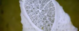 Remarkable materials, such as the rugged yet lightweight skeletons of deep-sea sponges, have inspired engineers to develop highly advanced metamaterials that can adapt to extreme environments. A new study is taking this concept to the next level by bridging the knowledge gap between macro- and nanoscale self-assembling materials to advance technologies in multiple fields, including robotics, mechanical engineering and information technology. Photo courtesy NOAA Okeanos Explorer Program