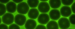 Granular hydrogels’ unique properties are influenced by individual particle interactions. Shown here is the bottom layer of a packed granular hydrogel, comprising particles of ~200 µm diameter. The interstitial space is illuminated with a large FITC-dextran probe that cannot penetrate the microgels. These soft hydrogel microparticles, or microgels, may deform when packed or when subjected to flow, such as when extruded for 3D printing applications. Image provided by Gunnar Thompson.