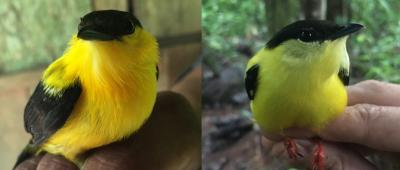  Two hybrid morphs found at the phenotypic transition zone, where hybrids visually appear more mixed between the two parental species.