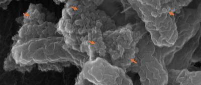 Clusters of nanoplastics (red arrows) bind to E. coli O157:H7.