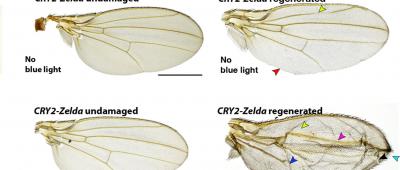 Principal investigator Rachel Smith-Bolton and graduate student Anish Bose are working to identify mechanisms within Drosophila that allow regeneration to come to a successful close.