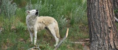 A gray wolf (Canis lupus) at Mission:Wolf Sanctuary in southern Colorado. Gray wolves remain endangered in most of the continental United States, especially the Mexican wolf subspecies (Canis lupus baileyi) which suffers from genetic bottlenecking. - Jenny Thompson