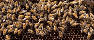 Gene Robinson and colleagues discovered that honey bee larvae experience a temporary loss of odor detection. The reduced expression of a gene essential to the sense of smell is likely a result of the bees’ social evolution, the researchers say. 