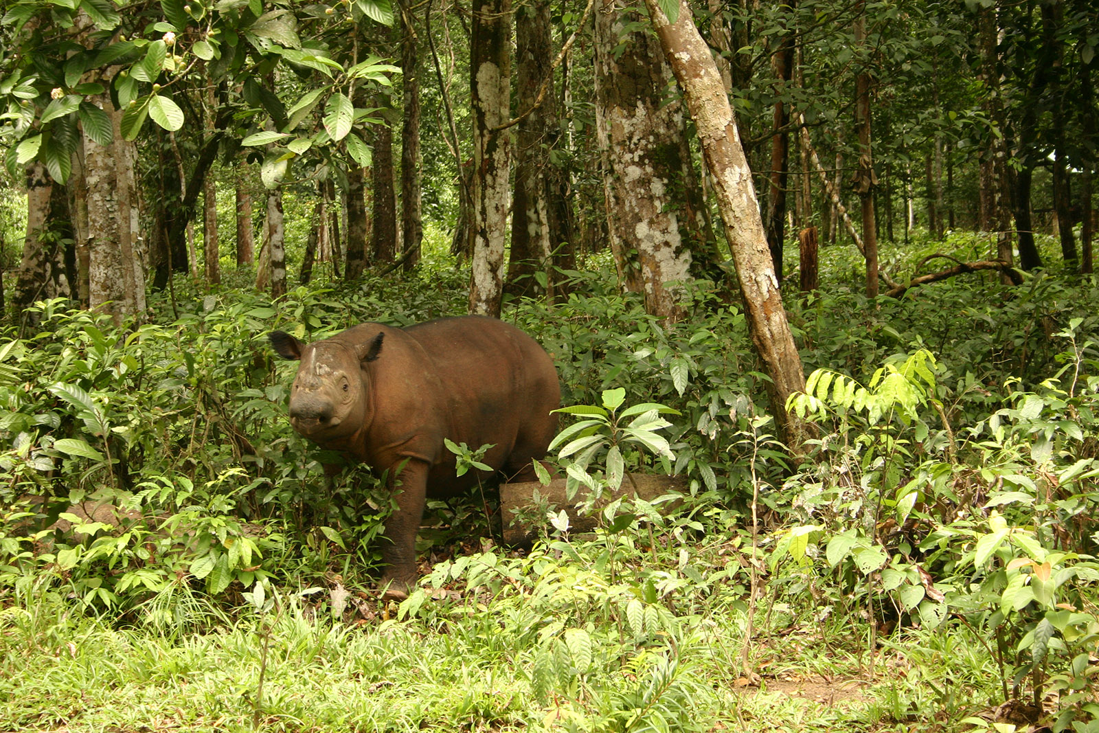 The Sumatran rhino is the smallest of the remaining rhino species, but it is critically endangered—with as few as 100 left in the wild today.