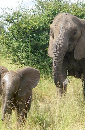 African elephant and infant. Research points to the need for reclassification to two endangered species of African elephant.
