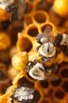 A new study in the Proceedings of the National Academy of Sciences offers a first look at the genetic underpinnings of the evolution of eusociality in bees.