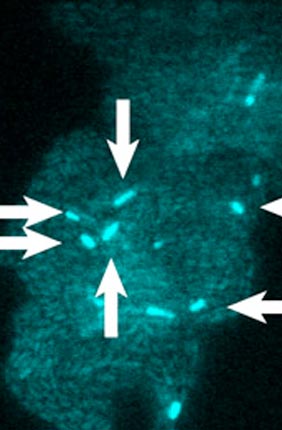 Physics professors Nigel Goldenfeld and Thomas Kuhlman have observed jumping gene activity in real time within living cells, in a collaborative study at the Center for the Physics of Living Cell and reported in Proceedings of the National Academy of Sciences.
