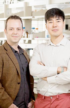 Illinois researchers found that the shape of a tumor may play a role in how cancer cells become primed to spread. From left: materials science and engineering professor Kristopher Kilian, graduate student Junmin Lee and veterinary medicine professor Timothy Fan.