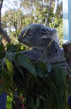 In a recent study led by Professor of Animal Sciences Alfred Roca, scientists discovered that 39 different koala retroviruses were passed down from parent to offspring.