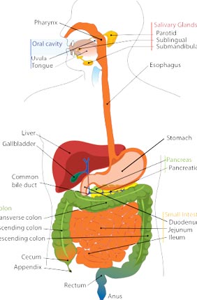 The IGB has formed a new research theme, Microbiome Metabolic Engineering (MME), focusing on how humans interact with their microbiomes and how these interactions affect human health and nutrition.