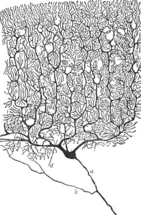 A cat’s neuron stained with Golgi’s technique as drawn by Santiago Ramón y Cajal. Santiago Ramón y Cajal.