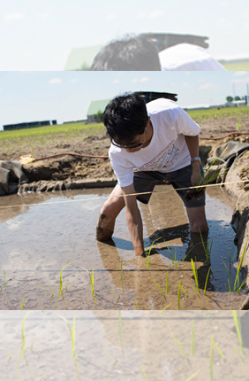 University of Illinois researchers establish the university's first rice paddy to test rice performance in Illinois and at Kyoto University in Japan. 