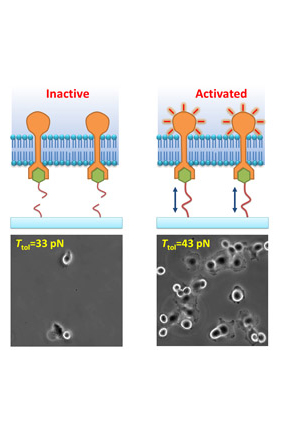 New tension gauge tether (TGT) laboratory method developed developed by physicist and IGB faculty Taekjip Ha with postdoc Xuefeng Wang has broad applications for research into stem cells, cancer, infectious disease, and immunology.