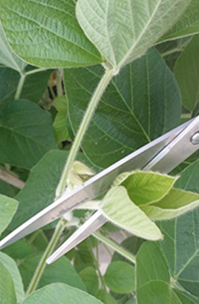 Scientists predict that modern soybean crops produce more leaves than needed to the detriment of yield.