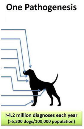 The Morris Animal Foundation and Dr. Tim Fan, a professor of medical oncology at Illinois, are running the innovative 5/5/5 trial to test five drugs, in five years, for less than $5 million. 