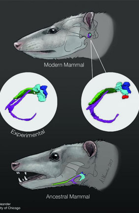 When mammalian middle ear bones develop, they begin as part of the arch of cartilage that makes up the embryonic jaw. In reptiles, these structures remain connected to the jaw as developmental processes gradually convert the cartilage to bone.