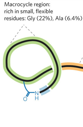 Lasso peptide structural features and common residues mined from RODEO analysis