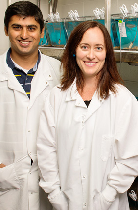 University of Illinois animal biology professor Alison Bell, graduate student Syed Abbas Bukhari and their colleagues tracked changes in gene expression in the stickleback brain after the fish encountered an intruder.