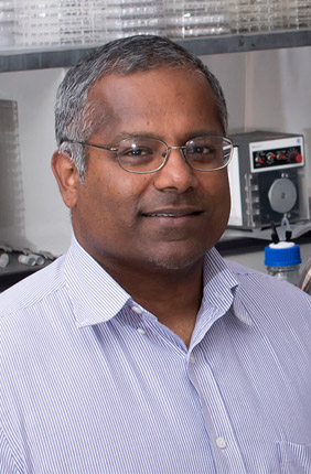 U. of I. biochemistry professor Satish Nair, left, postdoctoral researcher Shi-Hui Dong and their colleagues discovered a mechanism by which bacteria signal one another to become more virulent. The researchers hope to manipulate this pathway to treat disease.