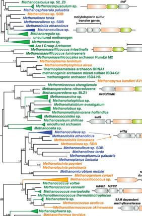A maximum-likelihood phylogenetic tree of YcaO homologs in archaea.