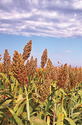 U.S. Department of Energy grant will fund sorghum research at Illinois