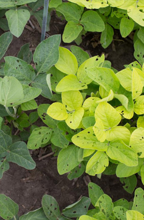 Scientists have designed plants with light green leaves to allow more light to penetrate the crop canopy to increase photosynthesis and yield; however, models show these plants likely require less nitrogen and photosynthesis is hardly affected.