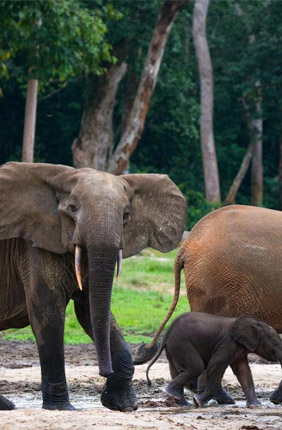 Forest elephant nuclear DNA is genetically diverse, and this diversity is consistent across populations throughout Central Africa--which should be conserved to protect their habitats rather than their DNA.