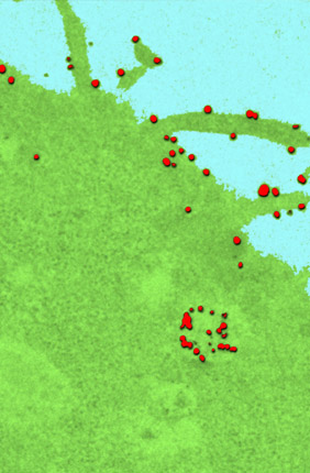 The technique allows them to count, map and track delivery agents, shown in red, as they enter and move through a cell.