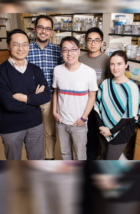 Illinois researchers created a system using CRISPR technology to selectively turn off any gene in Saccharomyces yeast. Pictured, from left: chemical and biomolecular engineering professor Huimin Zhao, graduate students Mohammad Hamedi Rad, Zehua Bao, Pu Xue and Ipek Tasan.