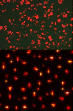 Representative fluorescent image of a stochastic Turing pattern of signalling molecules in a biofilm of forward-engineered E. coli cells. The field of view is about 300 microns across. Right: Computer simulation of a stochastic Turing pattern with parameters corresponding to the experimental conditions. The simulation region is smaller than that of the experiment, but the statistical properties of the patterns are in agreement with those of the experiment.