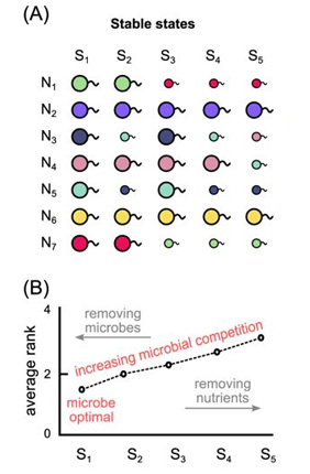 The way microbes eat could explain their diverse yet stable communities 