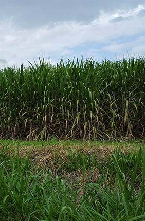 Harvesting sugarcane or Sugarcane field: Modern sugarcane cultivars are polyploid interspecific hybrids, combining high sugar content from S. officinarum with hardiness, disease resistance and ratooning of S. spontaneum.  The sequenced genome is a haploid accession AP85-441 generated by anther culture from octoploid S. spontaneum SES208. 