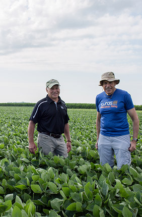 RIPE Director Stephen Long (right) and Deputy Director Donald Ort (left) aim to enhance the photosynthetic productivity and yield of key food crops including rice, cassava, cowpea, and soybeans (pictured) to benefit farmers worldwide.
