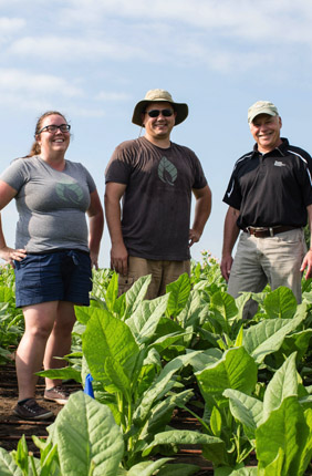 Over two years of field trials, scientists Donald Ort (right), Paul South (center) and Amanda Cavanagh (left) found tobacco plants engineered to shortcut photorespiration are about 40 percent more productive in real-world field conditions. Now they are translating this technology hoping to boost the yield of key food crops, including soybeans, rice, cowpeas, and cassava.