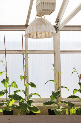 Four unmodified plants (left) grow beside four plants (right) engineered with alternate routes to shortcut photorespiration -- an energy-expensive process that costs yield potential. The modified plants are able to reinvest their energy and resources to boost productivity by 40 percent.