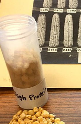 This photo, dated 1919, from long-term experiment, with seeds from both corn varieties