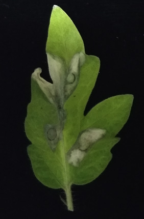 Shown here are two photos sets of tomato plant leaves, the top set of leaves have no pseudomonas infection and the bottom set of leaves have pseudomonas infection. 