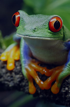 Earth BioGenome Project builds foundation for 10-year mission to sequence life