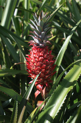 The newly sequenced variety of this study, Ananas comosus var. bracteatus.
