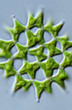 Green alga Lacunastrum gracillimum, female cones of gymnosperm, Gnetum gnemon, and cherry tree flower, Prunus domestica.