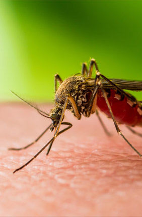 Mosquitoes can carry a variety of infectious diseases that until now were difficult and expensive to diagnose.