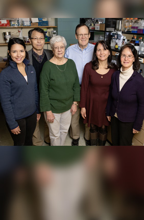 Researchers including, from left, graduate student Valeria Sanabria Guillen, research scientist Sung Hoon Kim, researcher Kathy Carlson, chemistry professor John Katzenellenbogen, research specialist Yvonne Ziegler, and molecular and integrative physiology professor Benita Katzenellenbogen developed new drug agents to inhibit a pathway that contributes to cancer. The compounds killed cancer cells and reduced the growth of breast cancer tumors in mice. 