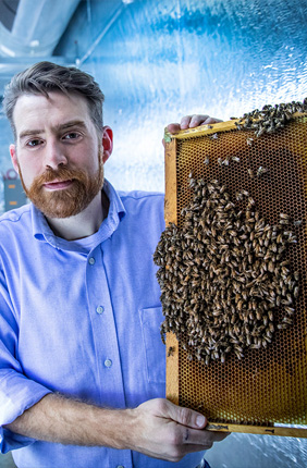  Entomology professor Adam Dolezal and his colleagues found that infection with the Israeli acute paralysis virus increases the likelihood that infected bees are accepted by foreign colonies.