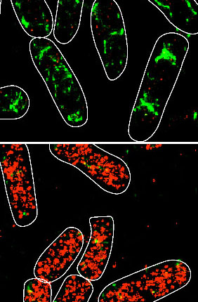 The panels show SgrS (red) and ptsG mRNA (green) labeled by Single-molecule Fluoresence in situ Hybridization for the wild-type strain before and after 20 min of αMG (non-metabolizable sugar analog) induction.