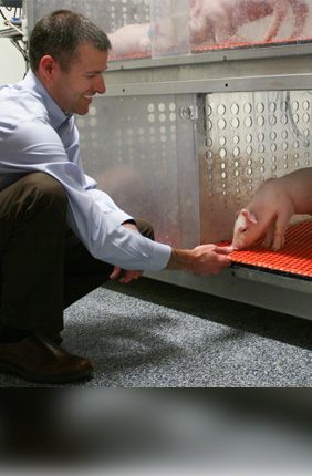 Using a newly developed pig brain atlas, Ryan Dilger (left) and Joanne Fil (right) researchers show no major differences in pig brain development between pigs in artificial rearing environments vs. sow rearing. The discovery has important implications for further laboratory-based testing of nutritional interventions and their effect on neurodevelopment.