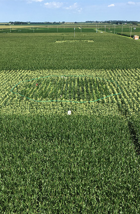 Maize experimental field plot fumigated with elevated ozone (green pipes). Maize leaf samples were collected from similar rings throughout the growing season, to understand the response in diverse maize lines.