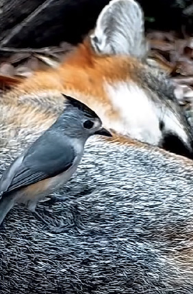 Screenshot from a video of a black-crested titmouse stealing fur from a sleeping fox, from the YouTube channel Texas Backyard Wildlife.