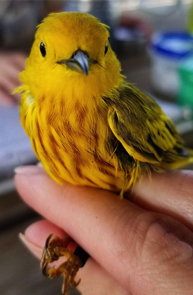 A yellow warbler will use referential seet calls to warn female warblers